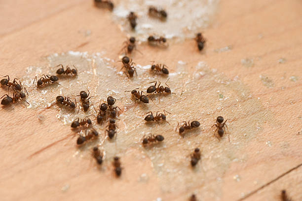 Best Commercial Pest Control Services  in Staffd, OR